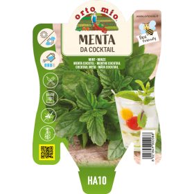 Mentha spicata – koktél menta