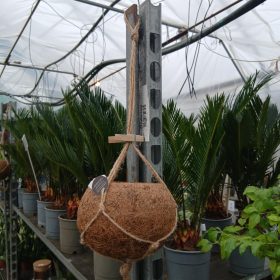 Kókuszrost függőkaspó