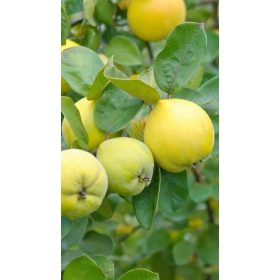   Cydonia oblonga 'Bereczki bőtermő' - Birs BA 29 alanyon konténeres