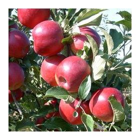   Malus domestica 'Éva' MM106 alanyon - Konténeres almafa