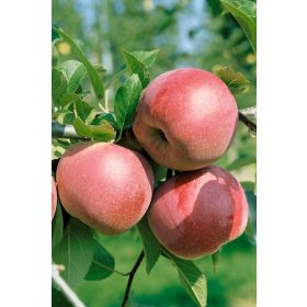   Malus domestica 'Florina' MM106 alanyon - Konténeres almafa