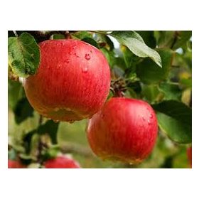   Malus domestica 'Gála must / Regal prince' MM106 alanyon - Konténeres almafa