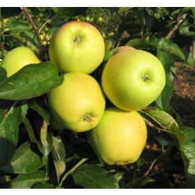   Malus domestica 'Golden reinders' MM106 alanyon - Konténeres almafa
