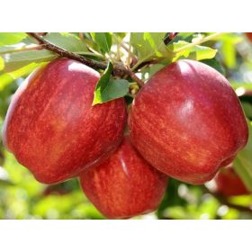   Malus domestica 'Starking delicious' MM106 alanyon - Konténeres almafa