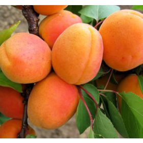   Prunus armeniaca "Aurora" vadkajszi alanyon - Kajszibarackfa