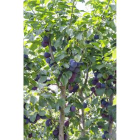   Prunus domestica - Kombi szilvafa konténerben - 1 törzsön 6 fajta