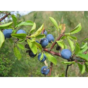   Prunus spinosa 'Zempléni' - kökény (konténeres) mirabolan alanyon