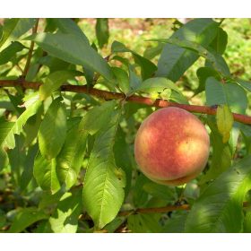   Prunus persica 'Padana' - Őszibarack konténeres - vadőszi alanyon