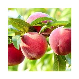   Prunus persica 'Redhaven bianca' - Őszibarack konténeres - vadőszi alanyon