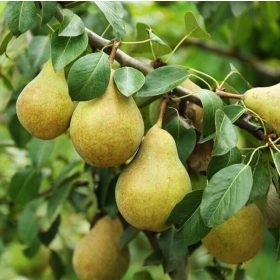   Pyrus communis 'Árpával Érő' vadkörte alanyon - Konténeres körtefa