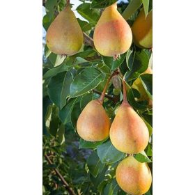   Pyrus communis 'Nyári Kálmán' vadkörte alanyon - Konténeres körtefa