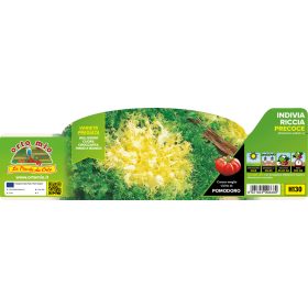   Cichorium endivia "Gold heart cigal" - Korai endívia saláta 9-es pakk