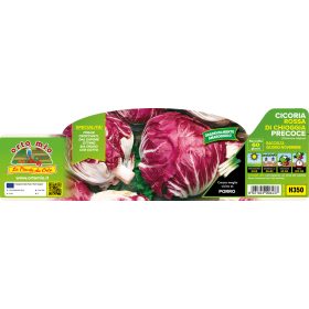 Korai cikória "Presto" (60nap) 9-es pakk