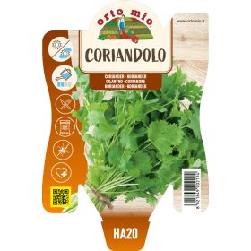 Coriandrum sativum - Koriander