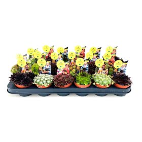 Sempervivum mix - Kövirózsa