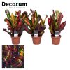 Codiaeum Mammi Croton - Kroton Csodacserje
