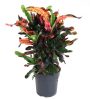 Codiaeum Mammi Croton - Kroton Csodacserje
