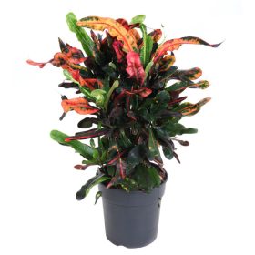 Codiaeum Mammi Croton - Kroton Csodacserje