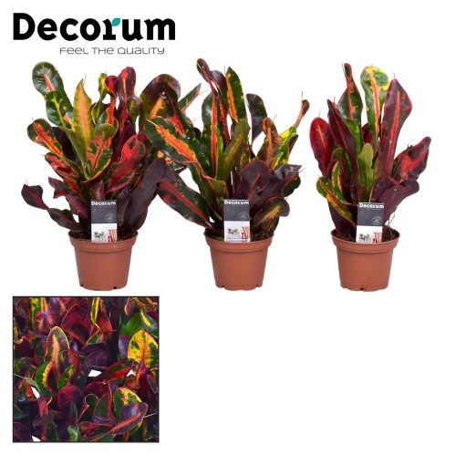 Codiaeum Mammi Croton - Kroton Csodacserje
