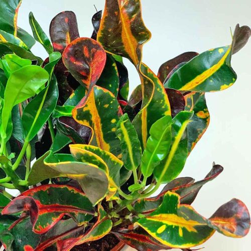 Codiaeum Mammi Croton - Kroton Csodacserje