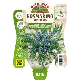 Salvia rosmarinus - Kúszó  Rozmaring