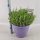 Lavandula angustifolia Essence Purple - Levendula