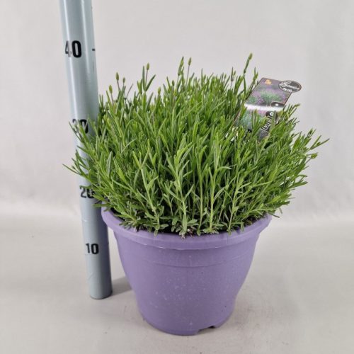 Lavandula angustifolia Essence Purple - Levendula