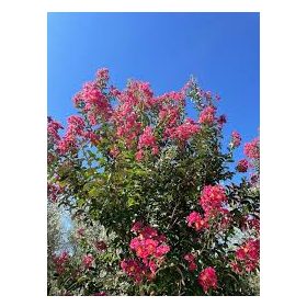   Lagerstroemia indica 'Calroline Beauty' - Kínai selyem mirtusz