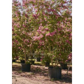 Lagestromia indica - selyemmirtusz