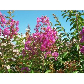   Lagerstroemia indica 'Superviolacea' - Kínai selyemmirtusz