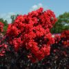 Lagerstroemia indica 'Balck Diamond Best Red' - Kínai selyemmirtusz