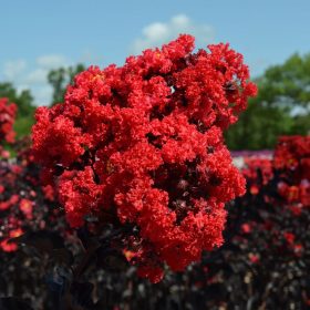   Lagerstroemia indica 'Balck Diamond Best Red' - Kínai selyemmirtusz (törzses)
