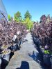 Lagerstroemia indica 'Balck Diamond Best Red' - Kínai selyemmirtusz