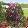 Lagerstroemia indica 'Balck Diamond Purely Purple' - Kínai selyemmirtusz