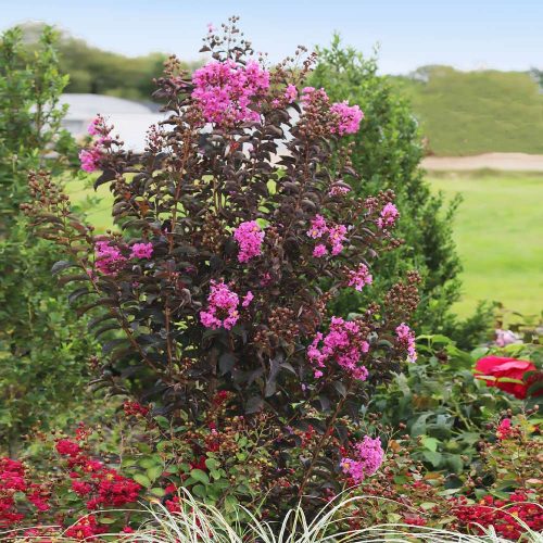 Lagerstroemia indica 'Balck Diamond Purely Purple' - Kínai selyemmirtusz