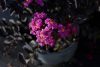Lagerstroemia indica 'Balck Diamond Purely Purple' - Kínai selyemmirtusz