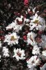 Lagerstroemia indica 'Balck Diamond Pure White' - Kínai selyemmirtusz
