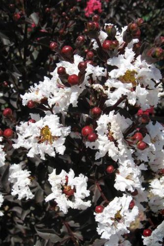 Lagerstroemia indica 'Balck Diamond Pure White' - Kínai selyemmirtusz