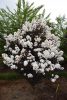 Lagerstroemia indica 'Balck Diamond Pure White' - Kínai selyemmirtusz