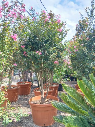 Lagerstroemia indica - Kínai selyemmirtusz