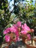 Lagerstroemia indica - Kínai selyemmirtusz