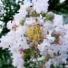 Lagerstroemia indica 'Alba' - Kínai selyemmirtusz