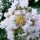 Lagerstroemia indica 'Alba' - Kínai selyemmirtusz
