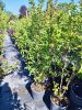 Lagerstroemia indica 'Alba' - Kínai selyemmirtusz