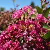 Lagerstroemia indica 'Berry Dazzle' - Kínai selyemmirtusz (törzses) 