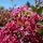 Lagerstroemia indica 'Berry Dazzle' - Kínai selyemmirtusz (törzses) 