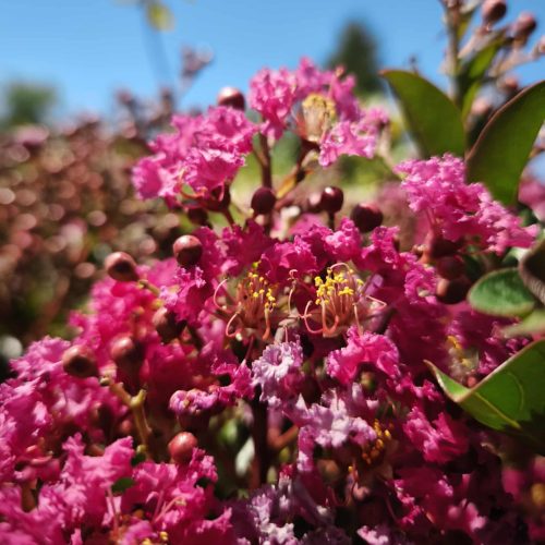 Lagerstroemia indica 'Berry Dazzle' - Kínai selyemmirtusz (törzses) 