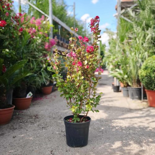 Lagerstroemia indica 'Dynamite' - Kínai selyemmirtusz
