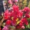 Lagerstroemia indica 'Dynamite' - Kínai selyemmirtusz