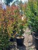 Lagerstroemia indica 'Dynamite' - Kínai selyemmirtusz